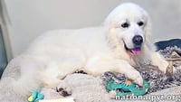 Smoke in SC - Low-Energy, Gentle Sweetheart! - Photo 2