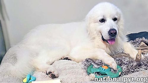 SMOKE IN SC - LOW-ENERGY, GENTLE SWEETHEART! - Great Pyrenees available for adoption