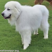 Smoke in SC - Low-Energy, Gentle Sweetheart! - Photo 3