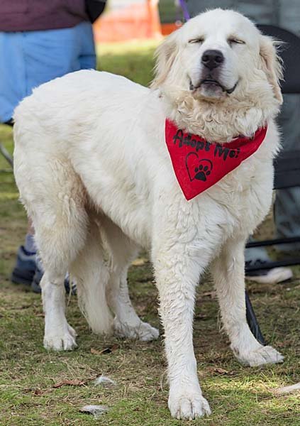 ADELLA IN CT - LOVES OTHER DOGS! - Great Pyrenees available for adoption