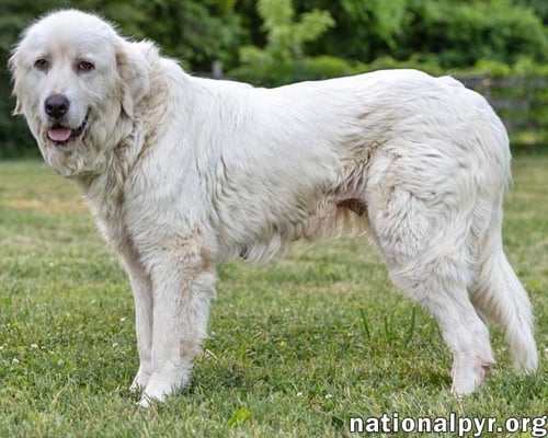 ADELLA IN CT - LOVES OTHER DOGS! - Great Pyrenees available for adoption