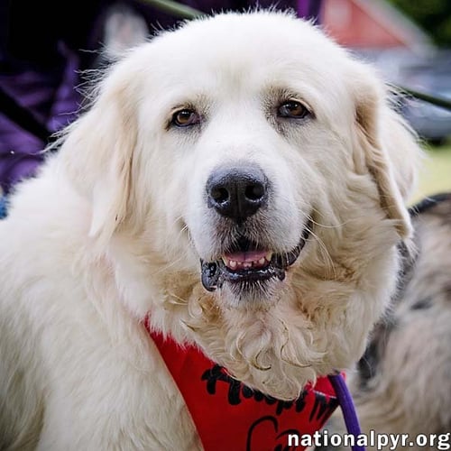 ADELLA IN CT - LOVES OTHER DOGS! - Great Pyrenees available for adoption
