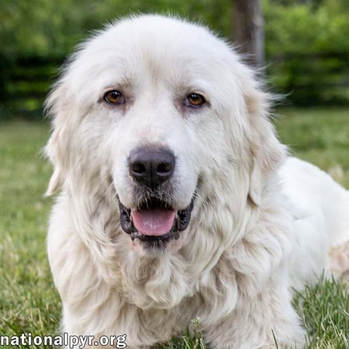 ADELLA IN CT - LOVES OTHER DOGS! - Great Pyrenees available for adoption