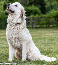 Adella in CT - Loves Other Dogs! - Photo 3