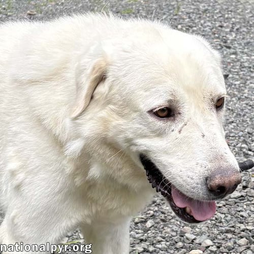 YUKON IN NJ - GENTLE, SWEET & QUIET! - Great Pyrenees available for adoption