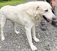 Yukon in NJ - Gentle, Sweet & Quiet! - Photo 2