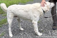 Yukon in NJ - Gentle, Sweet & Quiet! - Photo 3