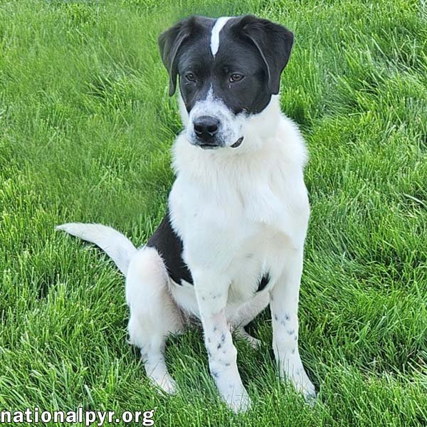 Luke in OH - Loves Attention & Playtime! Image