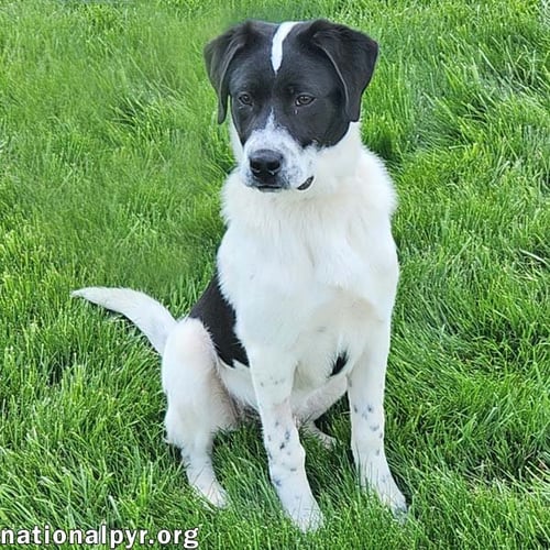 LUKE IN OH - LOVES ATTENTION & PLAYTIME! - Great Pyrenees / Border Collie available for adoption