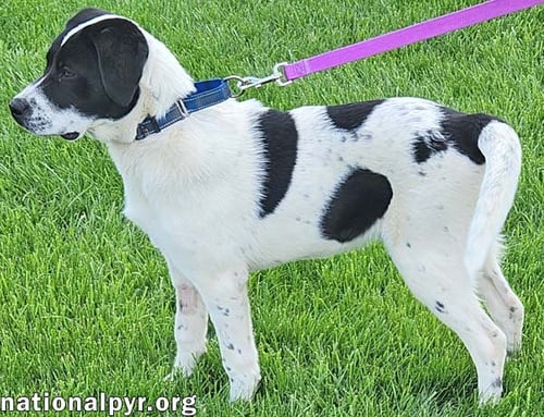 LUKE IN OH - LOVES ATTENTION & PLAYTIME! - Great Pyrenees / Border Collie available for adoption