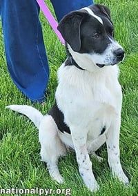 Luke in OH - Loves Attention & Playtime! - Photo 3