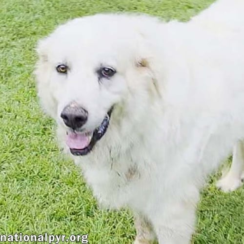 JAMES IN AL - GIVES BOOPS FOR ATTENTION! - Great Pyrenees available for adoption