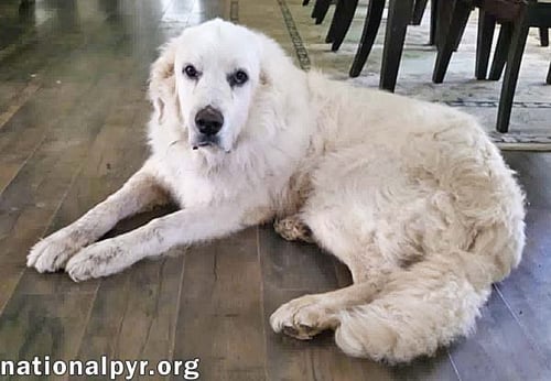 JAMES IN AL - GIVES BOOPS FOR ATTENTION! - Great Pyrenees available for adoption