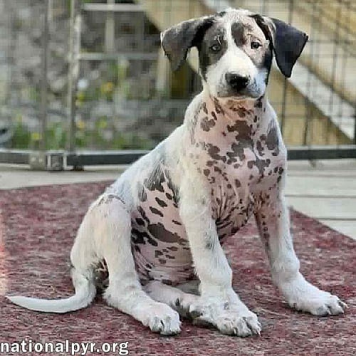 GNOCCHI IN OH - OUTGOING, SILLY & SWEET! - Great Pyrenees / Border Collie available for adoption