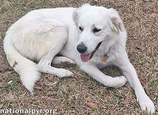 JOHANNA IN LA - AN ADVENTURE-SEEKER! - Great Pyrenees available for adoption