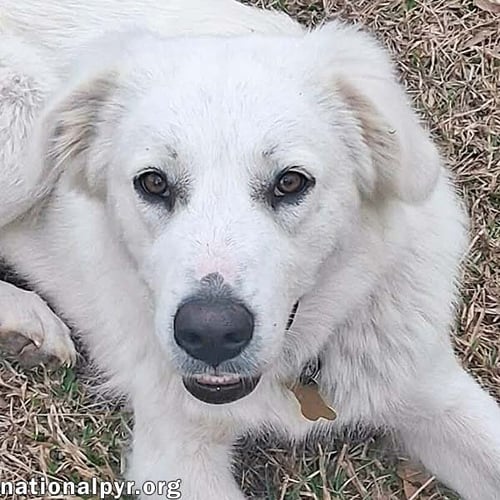 JOHANNA IN LA - AN ADVENTURE-SEEKER! - Great Pyrenees available for adoption