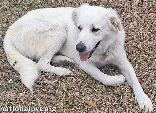 JOHANNA IN LA - AN ADVENTURE-SEEKER! - Great Pyrenees available for adoption