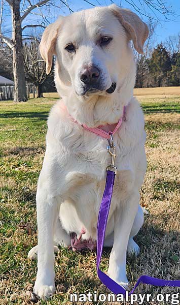 LILY IN KY - THRIVES ON ATTENTION! - Great Pyrenees / Labrador Retriever available for adoption