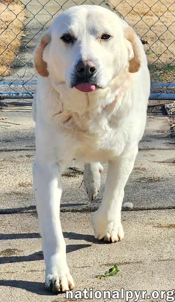 Lily in KY - Thrives On Attention! - Photo 3