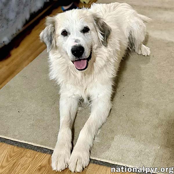 PRETTY GIRL IN TN - SMILES & WIGGLES FOR PETS! - Great Pyrenees available for adoption