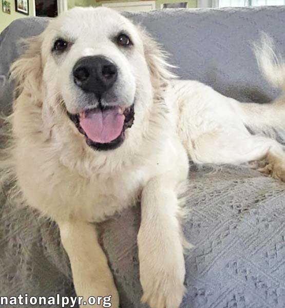 PRETTY GIRL IN TN - SMILES & WIGGLES FOR PETS! - Great Pyrenees available for adoption