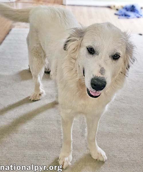 Pretty Girl in TN - Smiles & Wiggles for Pets! - Photo 3