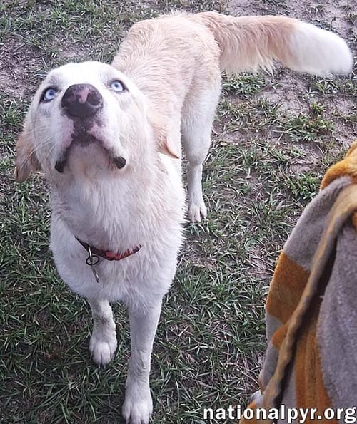 MAGGIE JUNE IN LA - AN ABSOLUTE SWEETHEART! - Great Pyrenees available for adoption