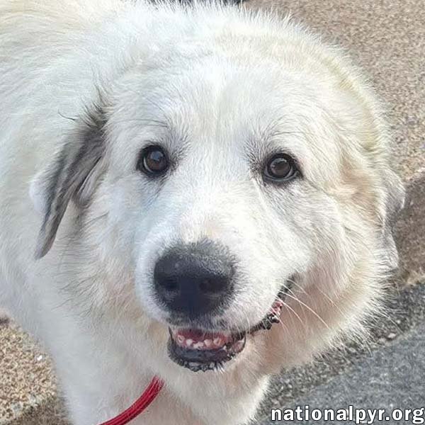 Mellow in OH - Loves To Cuddle! Image