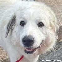 Mellow in OH - Loves To Cuddle! - Photo 1