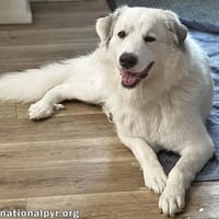 Mellow in OH - Loves To Cuddle! - Photo 2