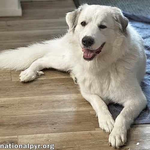 MELLOW IN OH - LOVES TO CUDDLE! - Great Pyrenees available for adoption