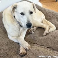 Biscuit in FL - Gentle, Quiet & Courageous! - Photo 3