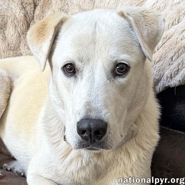 Biscuit in FL - Gentle, Quiet & Courageous! Image