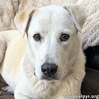 Biscuit in FL - Gentle, Quiet & Courageous! - Photo 1