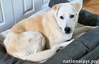 Biscuit in FL - Gentle, Quiet & Courageous! - Photo 2