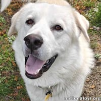 Ice in CT - Silly, Friendly & Playful! - Photo 1