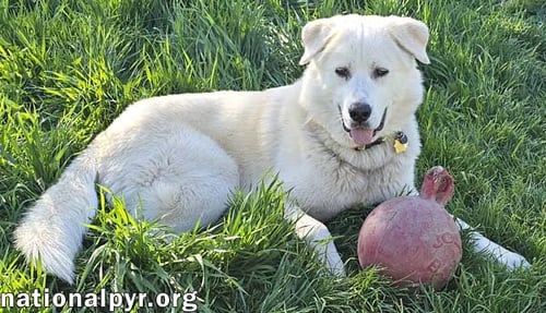 ICE IN CT - SILLY, FRIENDLY & PLAYFUL! - Great Pyrenees available for adoption