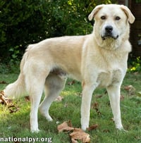 Hobbes in CT - Sweet & Affectionate! - Photo 3