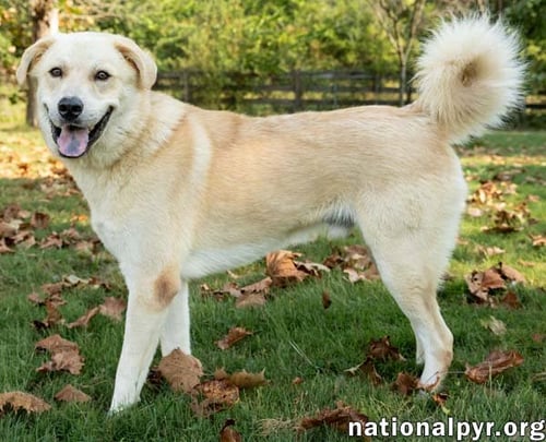 HOBBES IN CT - SWEET & AFFECTIONATE! - Great Pyrenees available for adoption
