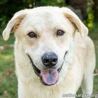 Hobbes in CT - Sweet & Affectionate! - Photo 1