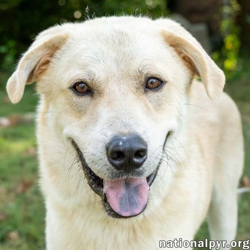 HOBBES IN CT - SWEET & AFFECTIONATE! - Great Pyrenees available for adoption