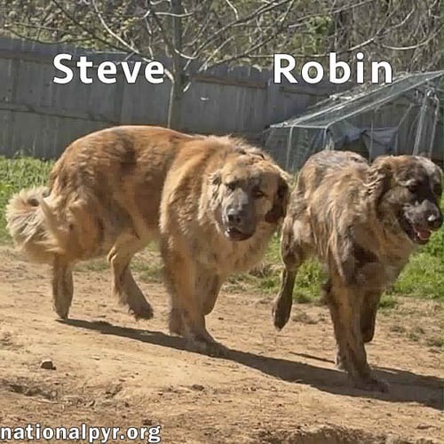 STEVE & ROBIN IN TN - LOVE BELLY RUBS! - Great Pyrenees / Black Mouth Cur available for adoption