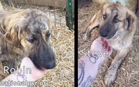 Steve & Robin in TN - Love Belly Rubs! - Photo 2