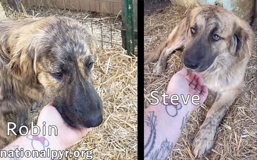 STEVE & ROBIN IN TN - LOVE BELLY RUBS! - Great Pyrenees / Black Mouth Cur available for adoption