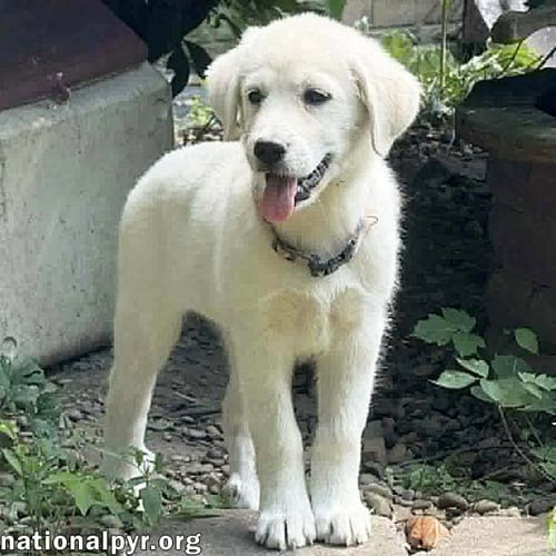 RHEA IN OH - PEOPLE-LOVING EXPLORER! - Great Pyrenees available for adoption