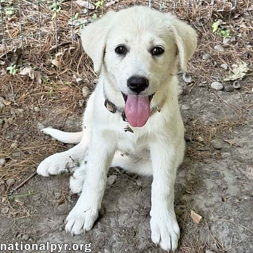 RHEA IN OH - PEOPLE-LOVING EXPLORER! - Great Pyrenees available for adoption