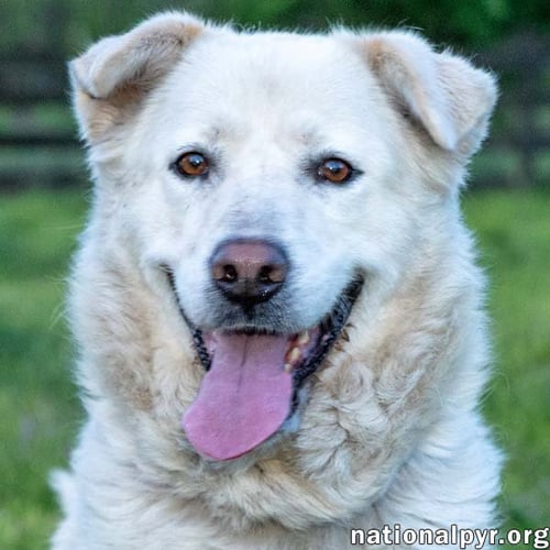 HANNAH IN TN - SWEET AND LOVING! - Great Pyrenees available for adoption