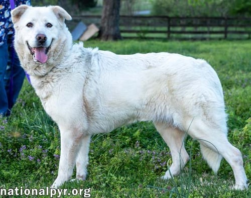 HANNAH IN TN - SWEET AND LOVING! - Great Pyrenees available for adoption