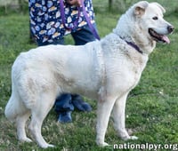 Hannah in TN - Sweet and Loving! - Photo 3