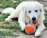Bear in KY - Loves To Play With Other Dogs! - Photo 2